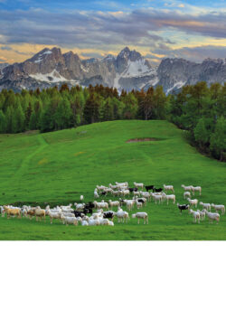 Koledar Alpe Slovenije 2027